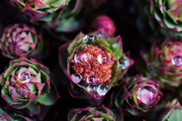 Rhodiola bloem